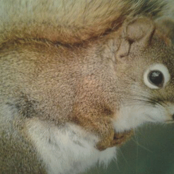 Sloth (USA-2) : 3-12-14